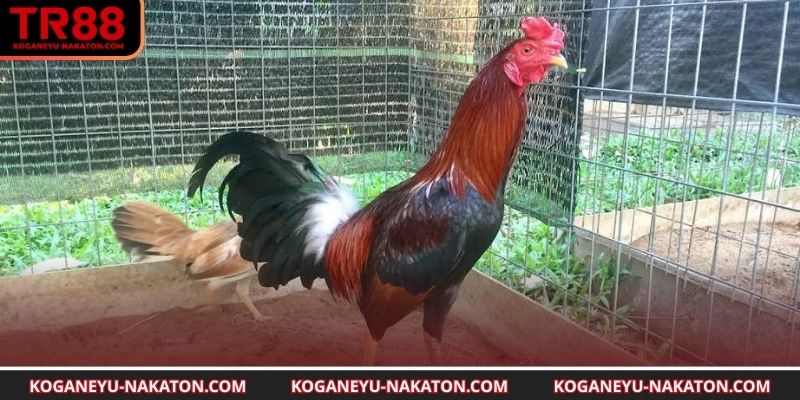 Các yếu tố cần nhớ trong mỗi lần chấp tiền