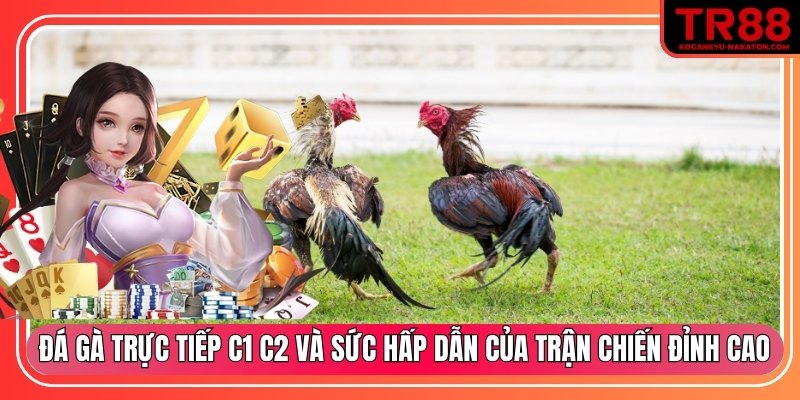 Đá gà trực tiếp C1 C2