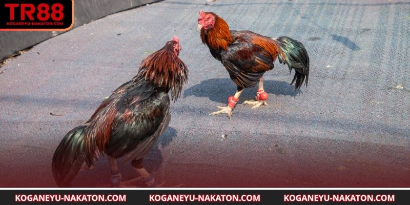 Dáng oai hùng và khí chất của long kê