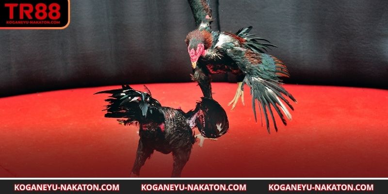 Dấu hiệu nhận diện tướng gà mạnh mẽ 