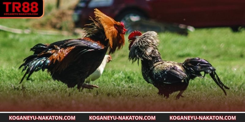 Khám phá cách chấp tiền gà chọi trong TR88