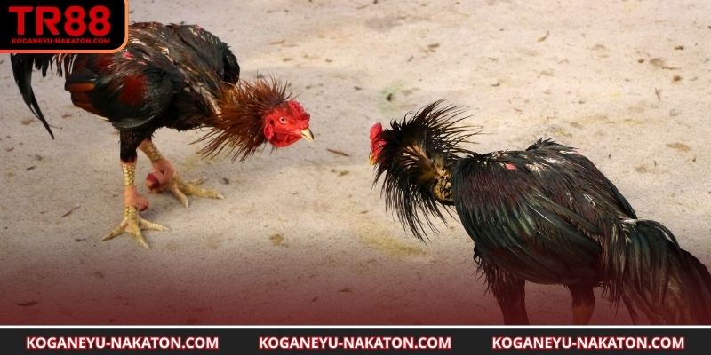 Khám  phá chọn tướng gà đá trong TR88