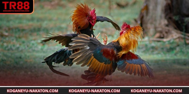 So sánh thể hình và phong độ chiến kê