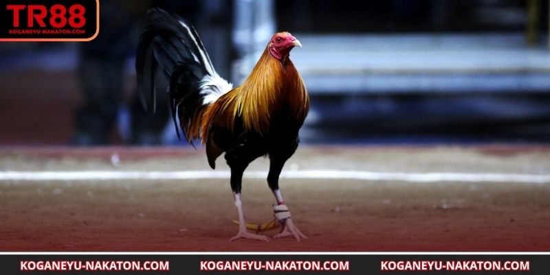  Tham gia theo dõi và kết nối trận đá gà 