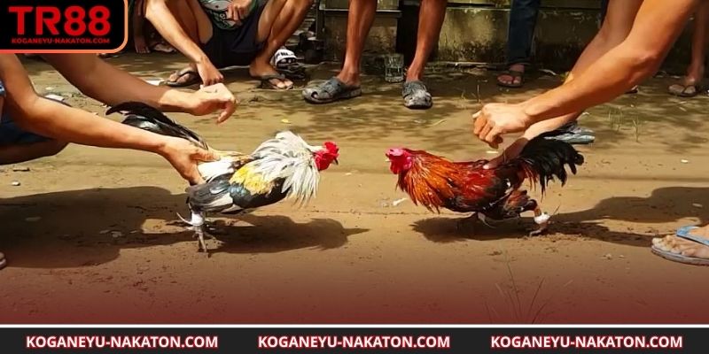 Tìm hiểu về đá gà trực tiếp c1 c2 TR88