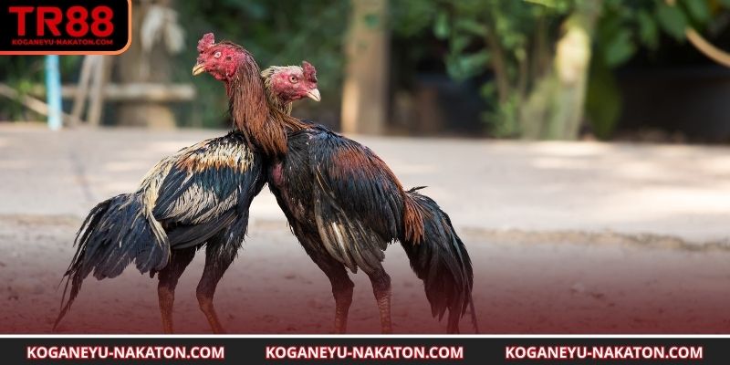  Ưu thế chiến kê Meron trong từng đòn tung cánh